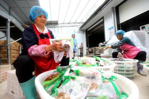 吉安安?？h竹筍加工產業 助農家門口就業增收與鳳凰網江西高級催乳師計劃的融合之路